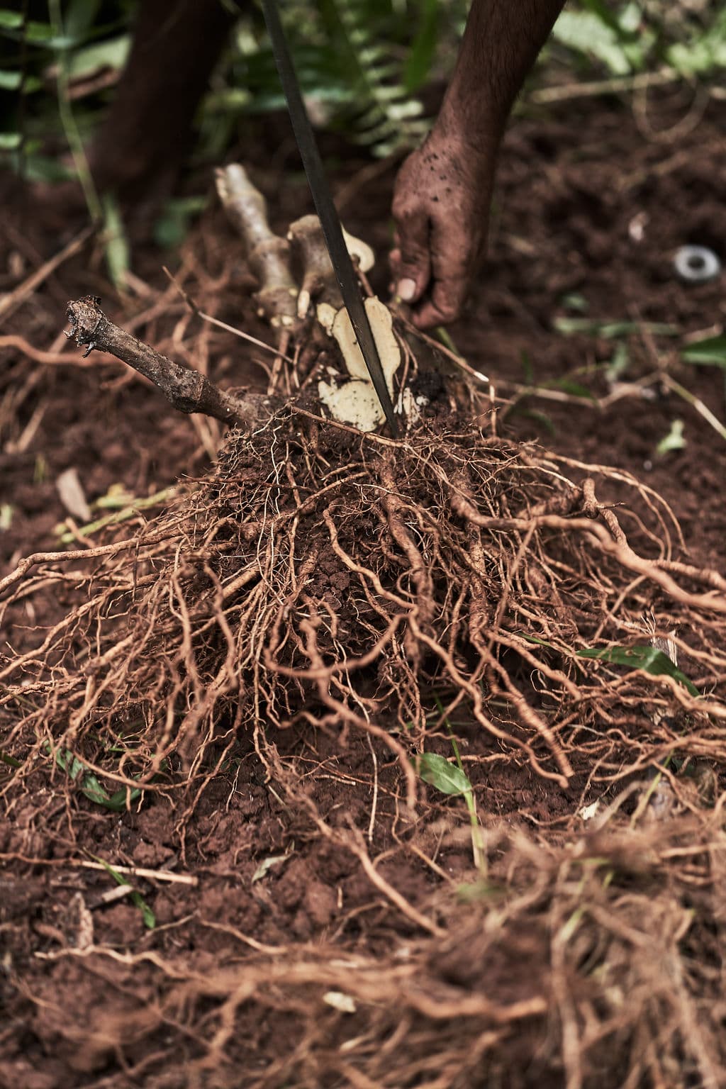 The Rise of Adaptogenic Herbs in Western Markets